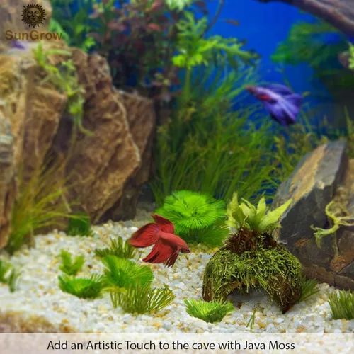 Vista 4 de SunGrow Betta Fish Cave, hábitat hecho de cáscara de coco, suave textura suave borde espacioso escondite para descansar y criar, 1 unidad
