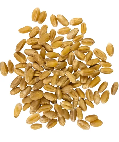 Vista 2 de Grano de trigo blanco duro verificado sin OMG 100% sin irradiar Kosher Parve Cosechado en EUA Con rastreo de campo