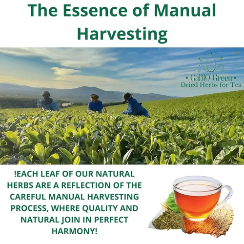 Vista 8 de RUE Hierbas Secas Ruda Seca, Ruda Graveolens, hojas y ramas de ruda Hojas Secas de Ruda (Ruta graveolens) Ingrediente Herbal Crudo (2 Onzas)