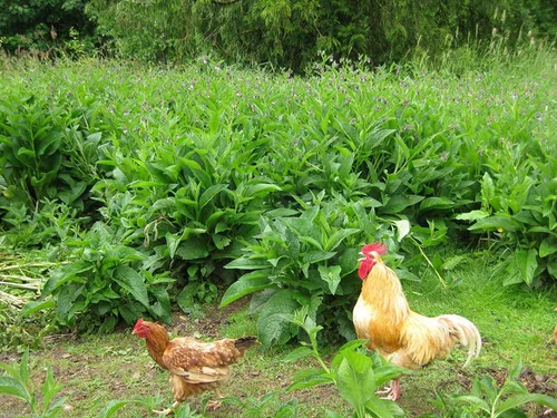 Plantas de consuelda rusa - Tres esquejes de corona - Establecer mucho más rápido y más confiable que los esquejes de raíces - Variedad Bocking 4 -