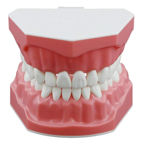 Vista 3 de Dientes dentales Modelo de dientes Adulto 1:1 Normal Estándar Typodont Cepillado Demostración Práctica Demostración Enseñar Estudio (M7010-1)