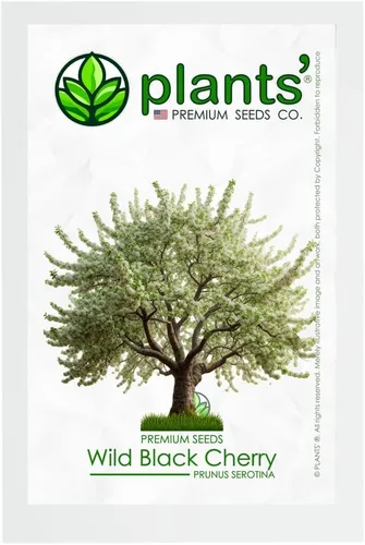 Wild Black Cherry Tree | Premium Seeds | Prunus serotina 'Spring' | Plants'® (Premium Seeds, 5)