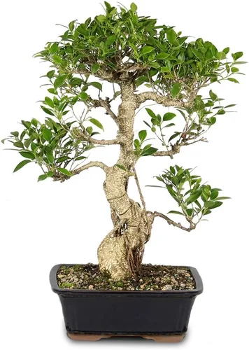 Vista 17 de Brussel's Bonsai - Árbol bonsái para interiores, M