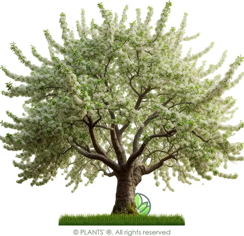 Vista 3 de Wild Black Cherry Tree Premium Seeds Prunus serotina 'Spring' Plants'® (Premium Seeds, 5)