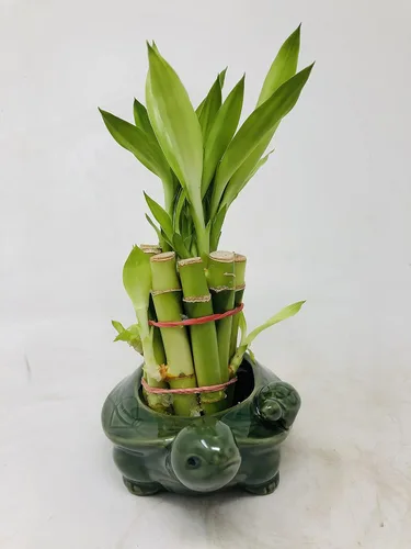 Vista 4 de Florero familiar de tortuga con 10 tallos de bambú de la suerte de 4 pulgadas