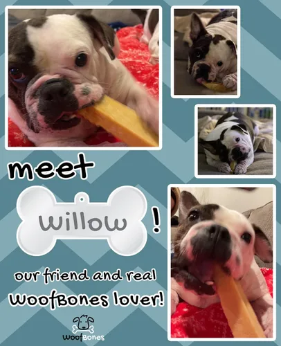 Vista 3 de Masticables prémium de queso de yak para perros del Himalaya, totalmente naturales, sin gluten, sin granos, sin lactosa, masticables de yak de larga