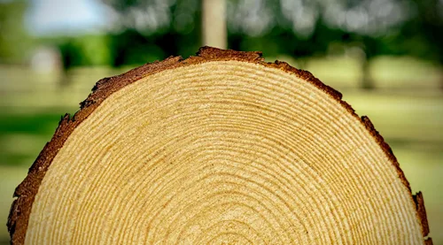 Vista 7 de Juego de (10) rebanadas de madera de 7 a 9 pulgadas para centros de mesa, artes y manualidades, y decoración rústica del hogar. Centros de mesa