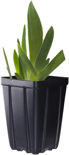Vista 2 de Iris barbudo para plantas Veronica en maceta, flores negras moradas profundas, floreciente perenne fácil de cultivar