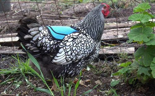 Vista 6 de DOWN UNDER OUTDOORS Sillín para pollo mediano-grande con correas ajustables, delantal para pollo, protector de aves de corral, suministros para Azul