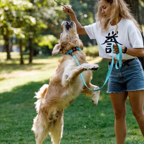 Vista 11 de CollarDirect Reflective Dog Collar for a Small, Medium, Large Dog or Puppy with a Quick Release Buckle - Boy and Girl - Nylon Suitable for Swimming