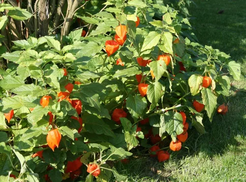 Vista 6 de Más de 200 Semillas Fresa Cereza Molida - Physalis - Naranja Vegetal