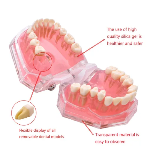Vista 7 de Modelo dental de los dientes estándar con la enseñanza del estudio -28pcs dientes desprendibles