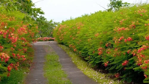 Vista 2 de Caesalpinia pulcherrima, Enano Floreciente Poinciana Orgullo de Barbados 30 Semillas