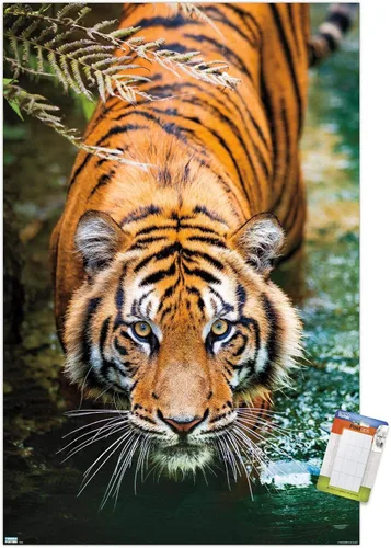 Vista 15 de Trends International Tiger - Póster de pared de agua, 14.725 x 22.375 pulgadas, versión enmarcada de madera de granero Versión enmarcada Barnwood