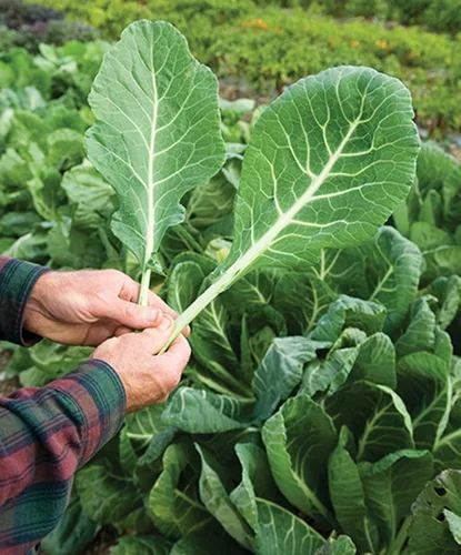 Vista 2 de UtopiaSeeds Georgia Southern Collard Seeds - Deliciosas verduras - Semillas de col