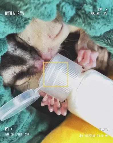 Vista 5 de Paquete de 3 botellas de lactancia Sugar Glider, biberón de leche de plástico con tapa abatible, kit de lactancia para mascotas, dispensador