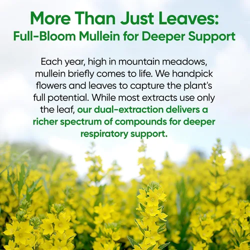 Vista 11 de Fidus Gotas de gordolobo para pulmones y drenaje linfático - 7 hierbas con equinácea, orégano, jengibre, saúco, raíz de malvavisco y tomillo