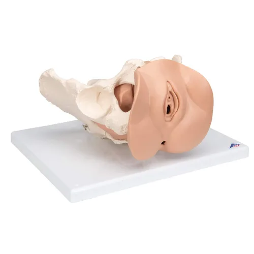 Vista 2 de 3B Scientific L31 3 Parte hembra Pelvis Esqueleto con modelo de los Órganos genitales, 13" x 10.2" x 7.1