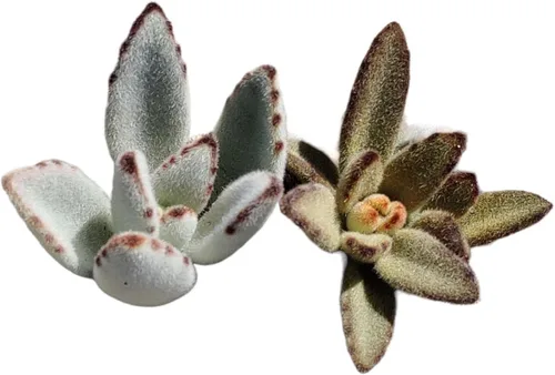 Vista 6 de Plantas de cactus suculentas vivas (juego de dos macetas de 2 pulgadas) (cadena de perlas 'verde+ abigarradas')