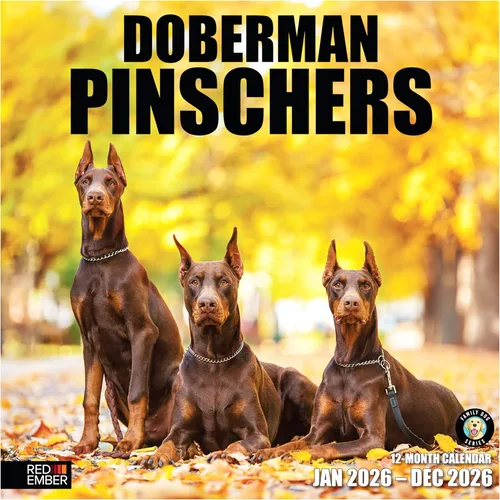 RED EMBER Doberman Pinschers - Calendario de pared 2026 de 12 meses, 12 x 24 pulgadas, abierto, papel grueso y resistente, para regalo, calendario