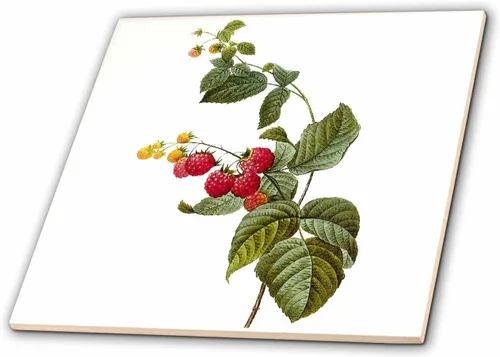 Vista 2 de 3dRose Redoute - Planta de frambuesa y acuarela vintage Rubus Sp - Azulejo de cerámica, 6 pulgadas (ct_106861_2)
