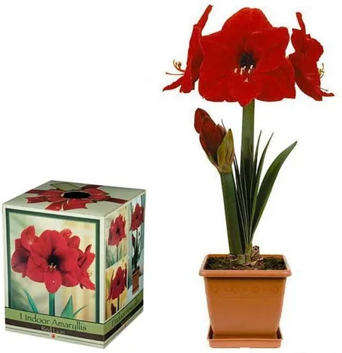 Kit de cultivo de amarilis Red Lion - Gran regalo! - Bulb/Maceta/Suelo