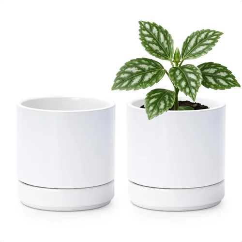 Vista 12 de D'vine Dev Paquete de 2 macetas de cerámica con platillos, color blanco