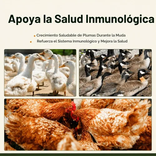 Vista 5 de Adaman - Gusanos secos de harina de 5 libras, alimento para gallinas Gusanos de comida ricos en proteínas para pollos, patos, reptiles y lagartos