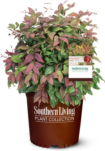 Southern Living Arbusto Nandina rosa rubor de 2 galones