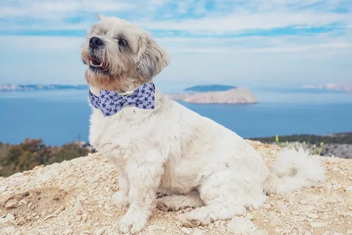 Vista 5 de Lionet Paws Collar de perro con corbatín, collar de verano para perro, collar de perro ajustable y cómodo, regalo para cachorros, perros pequeños